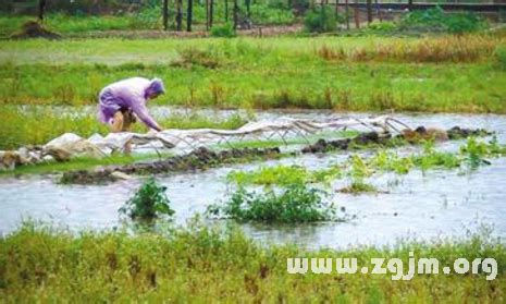 夢見田地|周公解夢夢見田地是什麼意思，夢到田地好不好